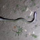 예당민물장어 이미지