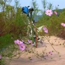 율하천자전거길 이미지