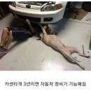 서당개 이미지