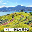 [공지] 경남 거제 가볼만한 곳 지세포 금계국 라벤더 명소 지세포진성 꽃동산 천상의 화원 꽃길을 걷다