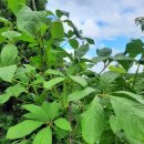 구암손두부 이미지