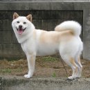 부자캔넬 Daum카페