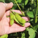 청태농장 | 2025년 국산 청태콩 1kg, 집밥에 깊은 맛을 더하는 푸른 콩