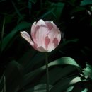 개화-꽃의 노래 이미지