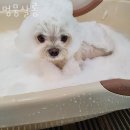 멍뭉살롱 | 이의동 애견샵 멍뭉살롱 위치.가격.시간.후기