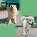 애니네 반려견 미용실 이미지