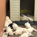 개린이집 이미지