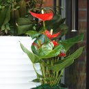 빅스타 당구클럽 이미지