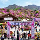 2026년 광양 백운산 국사봉 철쭉축제