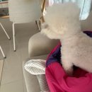 포그니이불 | [강아지 침대] 몽슈슈 핑크 베어 매트: 강아지 땅굴파기는 이유와 유모차 가드 활용법!