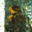 진다리로 이미지