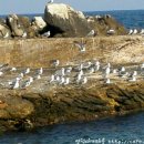 갈매기 마을 이미지