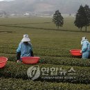 보성체육공원 다향체육관 이미지