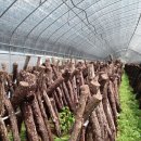 김포표고버섯농장 이미지