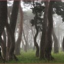 새벽-숲 이미지