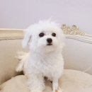 메르시동물병원 이미지