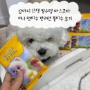 강아지 산책 필수템 마스코타 미니 펫티슈 반려견 물티슈 후기