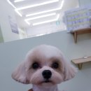 개도만족 네이버블로그