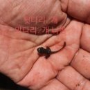 섬나라굼