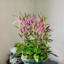 홍사초롱 이미지