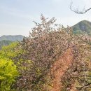 지에스25광주운수점 | 화담숲 실시간 벚꽃 / 반입금지물품,편의점,기념품 카페 식당 후기