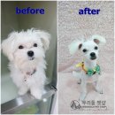 우리들펫샵