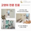 논현동물병원 | 인천 논현 24시 동물병원 추천 고양이 장내 이물 응급 진료 수술 후기