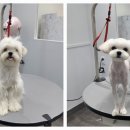 포메른 펫살롱 이미지