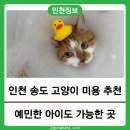 지성병원 | 우리집 예민하고 사나운 고양이도 무마취가 가능했던 송도 고양이 미용 후기 (ft.묘브)