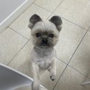 오해피댕 이미지