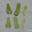 북미상치아재비 Valerianella radiata (L.) Dufr.(인동과 상치아재비속) 이미지