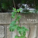 당호농장 Daum카페