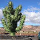 란사로테 이미지