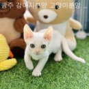 광주 강아지분양 고양이분양 어반펫 광주본점 이미지