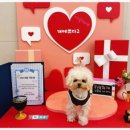 일산애견호텔 강아지 유치원 미용 맘바이 일산점 이미지