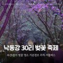 낙동강관리본부 대저생태공원 5 | 부산 벚꽃 보러 간다면 강서 낙동강 30리 벚꽃축제 대저생태공원 유채꽃과 함께 어때요