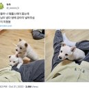 [대원사 템플스테이] 스님이 강아지에 방 넣어줬던 그곳 | 가격, 예약, 밥 후기