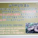 능이와백숙