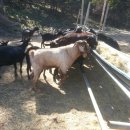 도니 친환경 목장 이미지