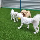 도기야드 이미지