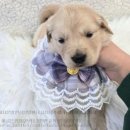 버디독 강아지분양 안심분양센터 시흥점 이미지