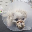 멍스바스 이미지