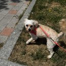 상황 | 안양강아지파양 후기, 막막했던 상황이 이렇게 바뀌었습니다