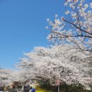 서구공립지역아동센터 | [벚꽃 구경]인천 SK석유화학 벚꽃축제 개방기간 일정 주차