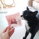 펫팔