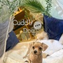 커들리 독 이미지