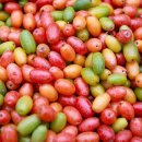 초록빛언덕글램핑 이미지