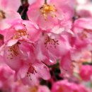 라일락 - 고흥군 축정2길 123 | 라일락
