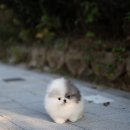 퍼피데일리 이미지