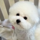 퍼피숑 이미지
